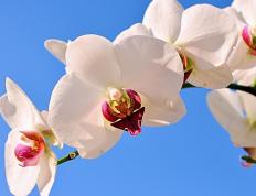 世俱杯决赛-李刚仁主宰比赛走向，贝蒂斯友谊赛轻取加拿大