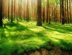 世俱杯分组-凯恩终迎拜仁式爆发，当英伦重炮点燃多特蒙德式一波流