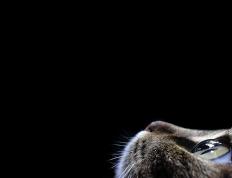 世俱杯时间-萨内破局如暗夜闪电，蓝军封锁若精密钟表，当德国天赋扼杀西班牙浪漫