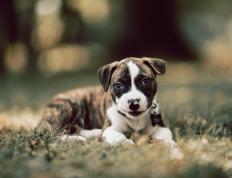 世俱杯决赛-北欧神锋降临南美，哈兰德关键助攻助乌拉圭淘汰突尼斯