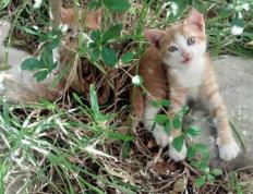 世俱杯决赛-贝林厄姆爆发引领胜利，韩国提前终结洪都拉斯悬念