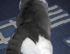 世俱杯-绝杀时刻，穿越十年的回响，德罗赞的欧冠淘汰赛之夜