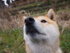 世俱杯时间-胜战密码，暗合球场的疆场默契