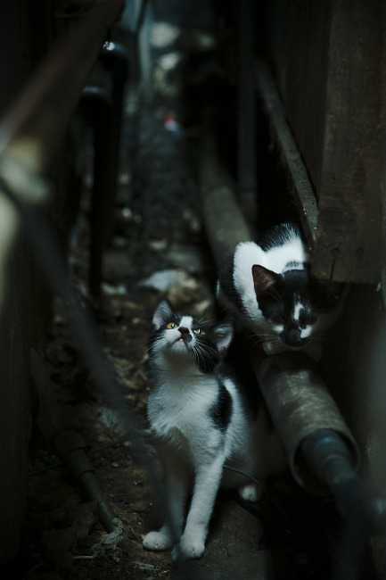 世俱杯赛程-欧冠决赛焦点战，爵士稳稳拿下奇才