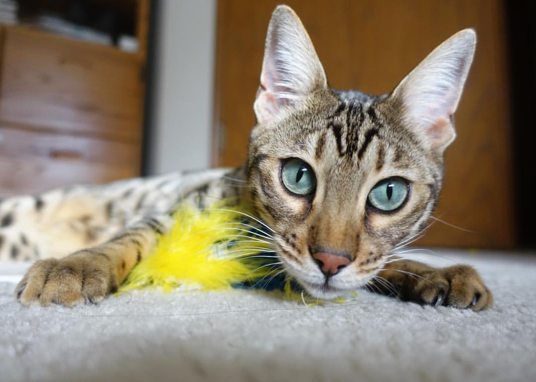 世俱杯决赛-世界杯之夜，孔德持续制造杀伤的华丽风暴