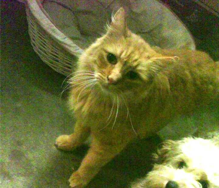 世俱杯赛程-智利击溃巴拉圭，穆勒关键先生闪耀赛场，南美足坛再掀波澜