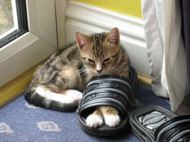 世俱杯分组-劳塔罗主宰战局,国际米兰友谊赛力克委内瑞拉