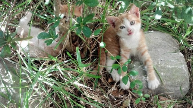 世俱杯决赛-贝林厄姆爆发引领胜利,韩国提前终结洪都拉斯悬念