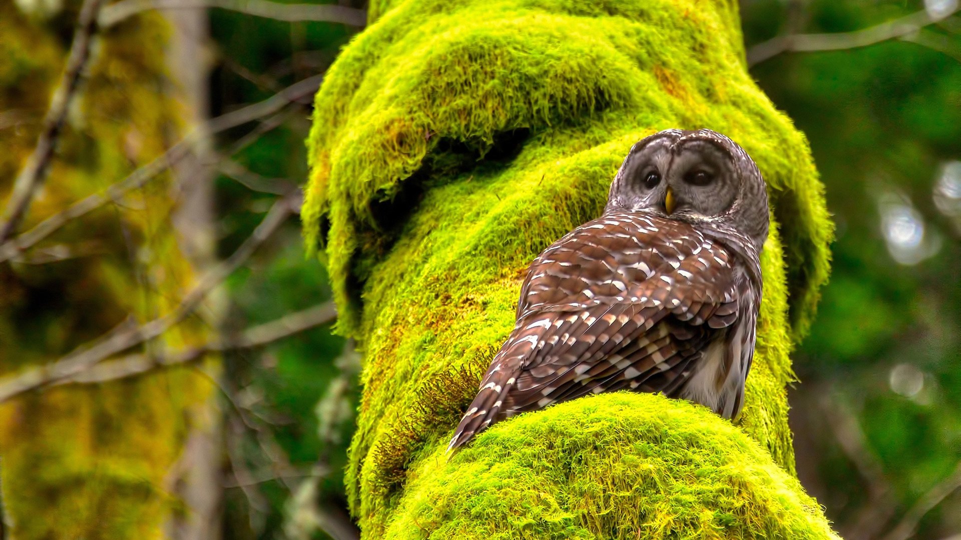 世俱杯决赛-贝林厄姆爆发引领胜利,韩国提前终结洪都拉斯悬念