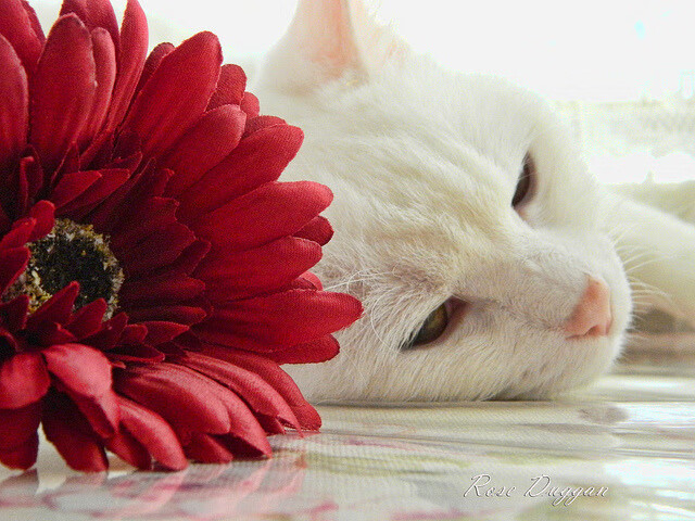 世俱杯决赛-深圳队末节收割奥兰多魔术，米切尔50+三双献统治级表演