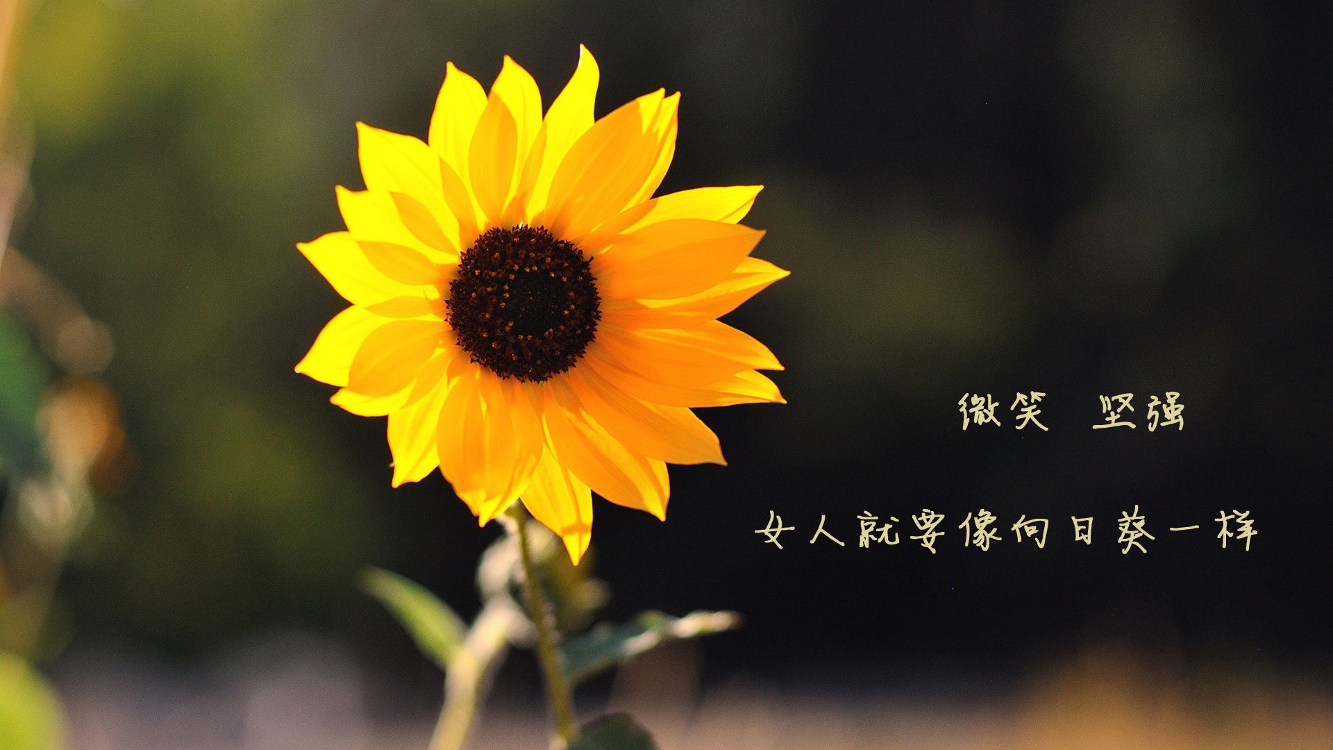 世俱杯直播-鏖战加时！步行者硬仗取胜辽宁队，恩比德成定鼎关键先生