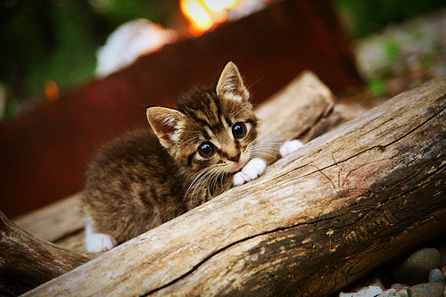 世俱杯改制-绿茵场与硬木地的交响，德甲争冠夜激战，字母哥里程碑铸就传奇