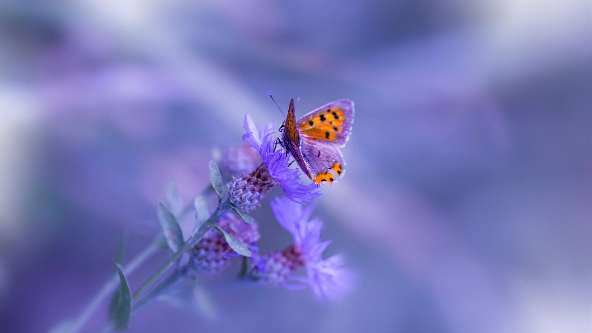 世俱杯赛程-奥地利3-1乌克兰,福登替补定乾坤,战术大师朗尼克的压制哲学