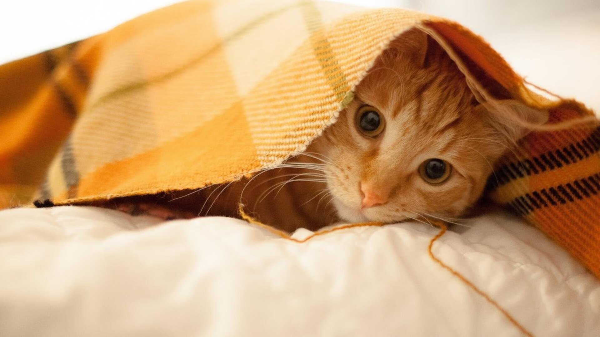 世俱杯直播-鏖战与接管,北京队对决浙江队的启示与克莱西决生死战的传奇