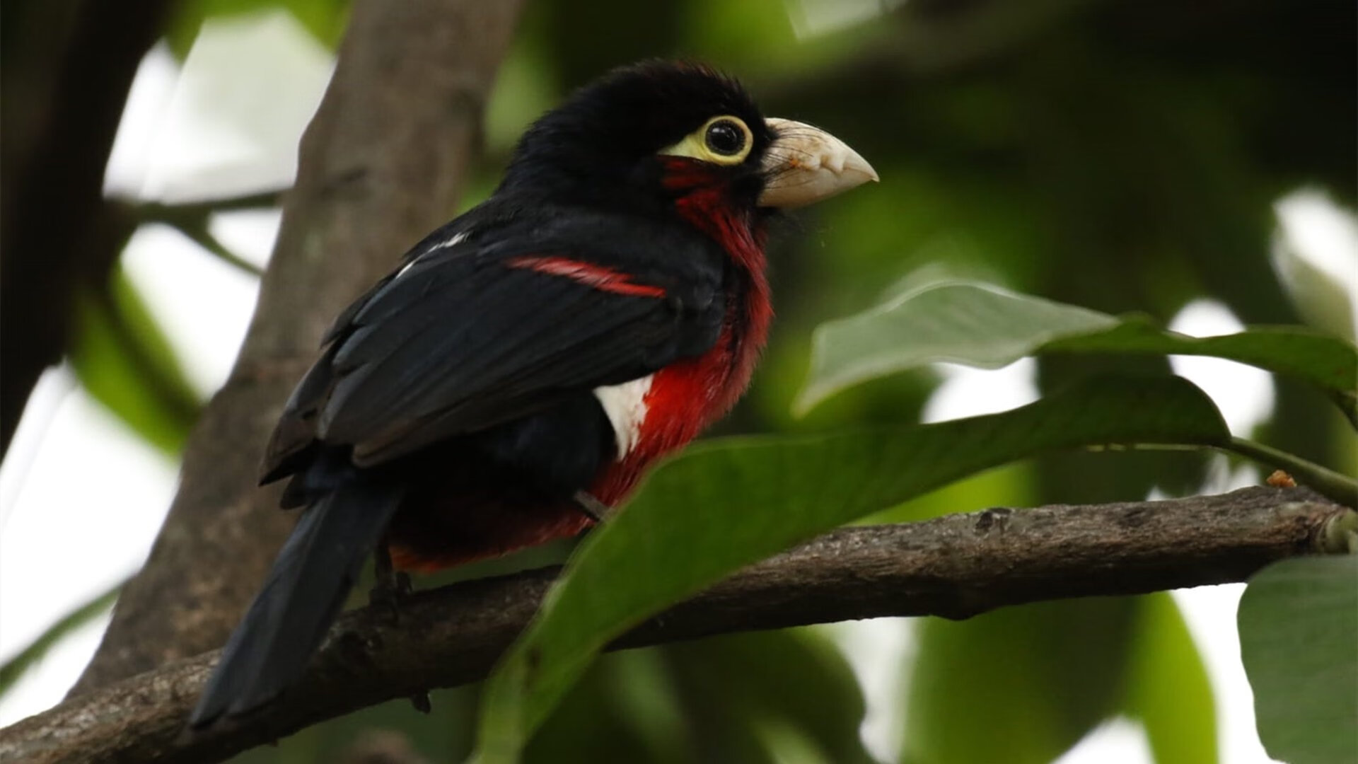 世俱杯改制-小贾伦神级表现铸就逆转，北京队力克浙江队获关键胜利